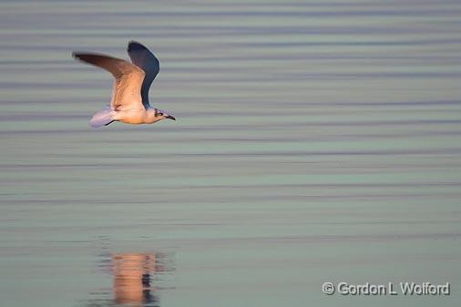 Gull Flying At Sunrise_38667.jpg - Photographed along the Gulf coast near Rockport, Texas, USA.